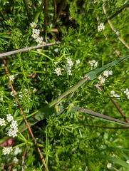 Asperula conferta
