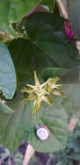 Ipomoea indica