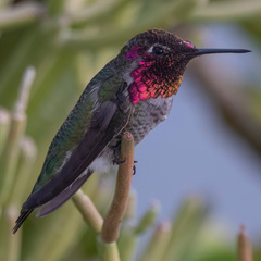 Calypte anna