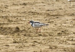 Elseyornis melanops