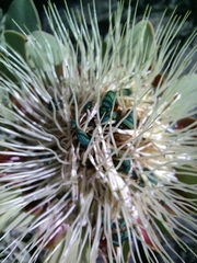 Protea glabra
