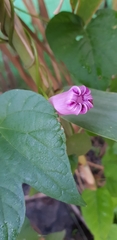 Ipomoea indica