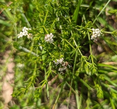 Asperula conferta
