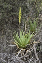 Aloe castellorum