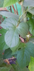 Ipomoea indica