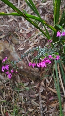 Tetratheca thymifolia