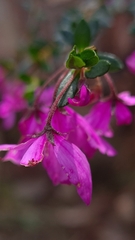 Tetratheca thymifolia