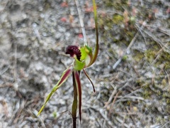 Caladenia verrucosa