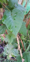 Ipomoea indica