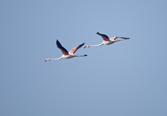 Phoenicopterus roseus