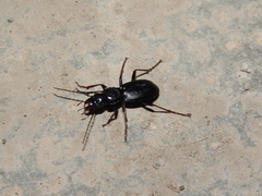 Pterostichus schaschli