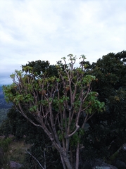 Pittocaulon praecox