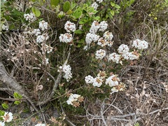 Lysinema ciliatum