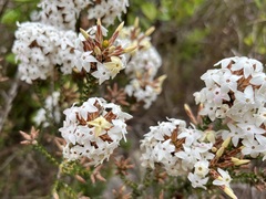 Lysinema ciliatum