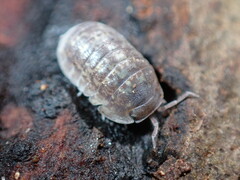 Armadillidae