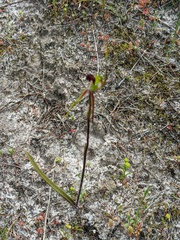 Caladenia verrucosa
