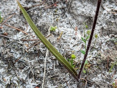Caladenia verrucosa