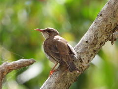 Ramsayornis modestus