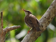 Ramsayornis modestus