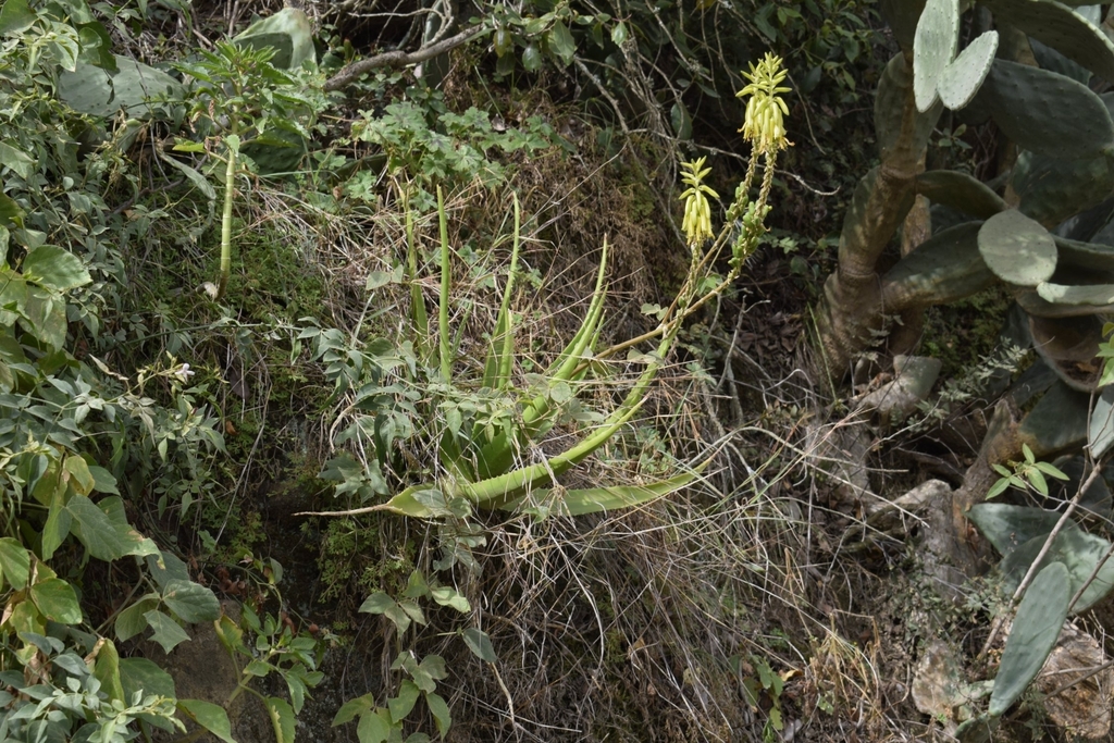 Aloe castellorum