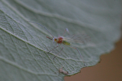 Euceraphis