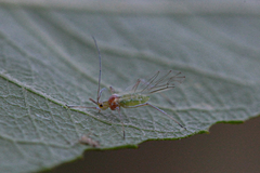 Euceraphis