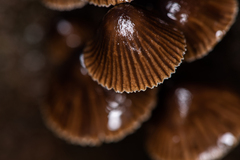 Mycena stipata