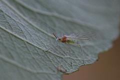 Euceraphis