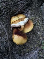 Pholiota