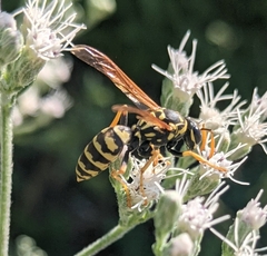 Polistes dominula