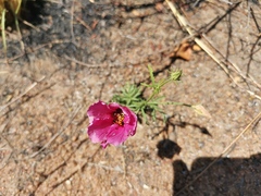 Hibiscus microcarpus