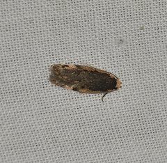 Hoplostega ochroma