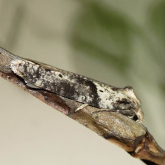 Lotisma trigonana