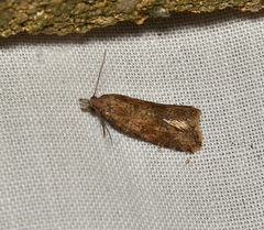 Constrictana constrictana