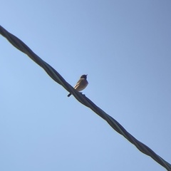 Saxicola rubicola