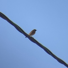 Saxicola rubicola