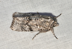 Ectopatria