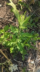 Artemisia vulgaris