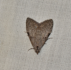 Nola pleurosema