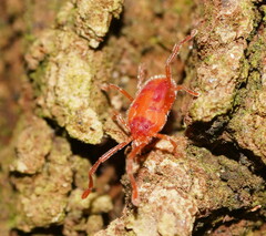 Erythraeidae
