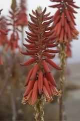 Aloe shadensis