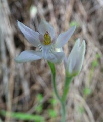 Caladenia alata