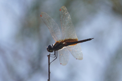 Tramea darwini