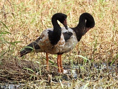 Anseranas semipalmata
