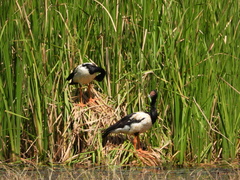 Anseranas semipalmata
