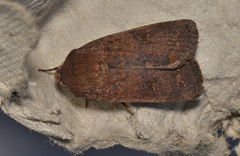 Proteuxoa hypochalchis