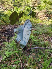 Philodendron erubescens