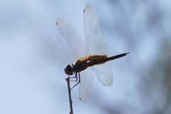 Tramea darwini