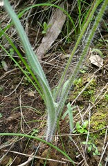 Caladenia alata