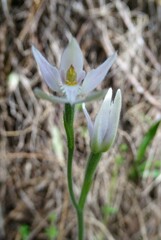 Caladenia alata